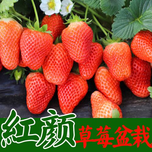 红颜草莓盆栽苗子结果树苗奶油桃熏草莓种苗秧盆栽阳台种植