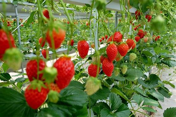 草莓种植水质监测系统智能无线传感器