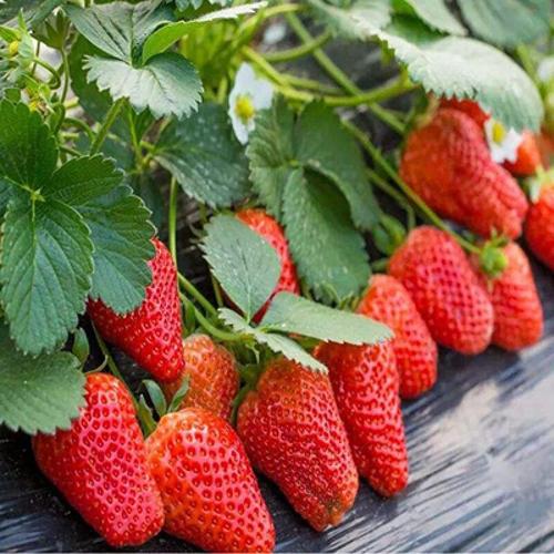 四季草莓苗盆栽带土 南北方种植当年结果食用牛奶草莓秧阳台种植