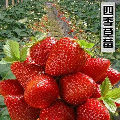 四季草莓种子可阳台盆栽农田种植易活易种植高产奶油草莓水果种子