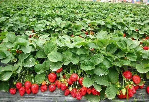 大棚草莓种植用浅休眠期品种简介