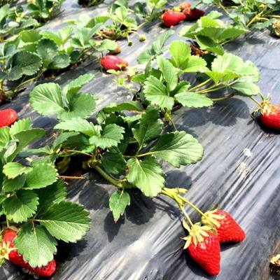 草莓苗价格 全明星草莓苗适合大棚栽植 脱毒好管理