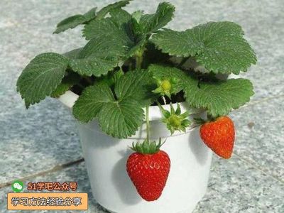 草莓要几加仑的花盆