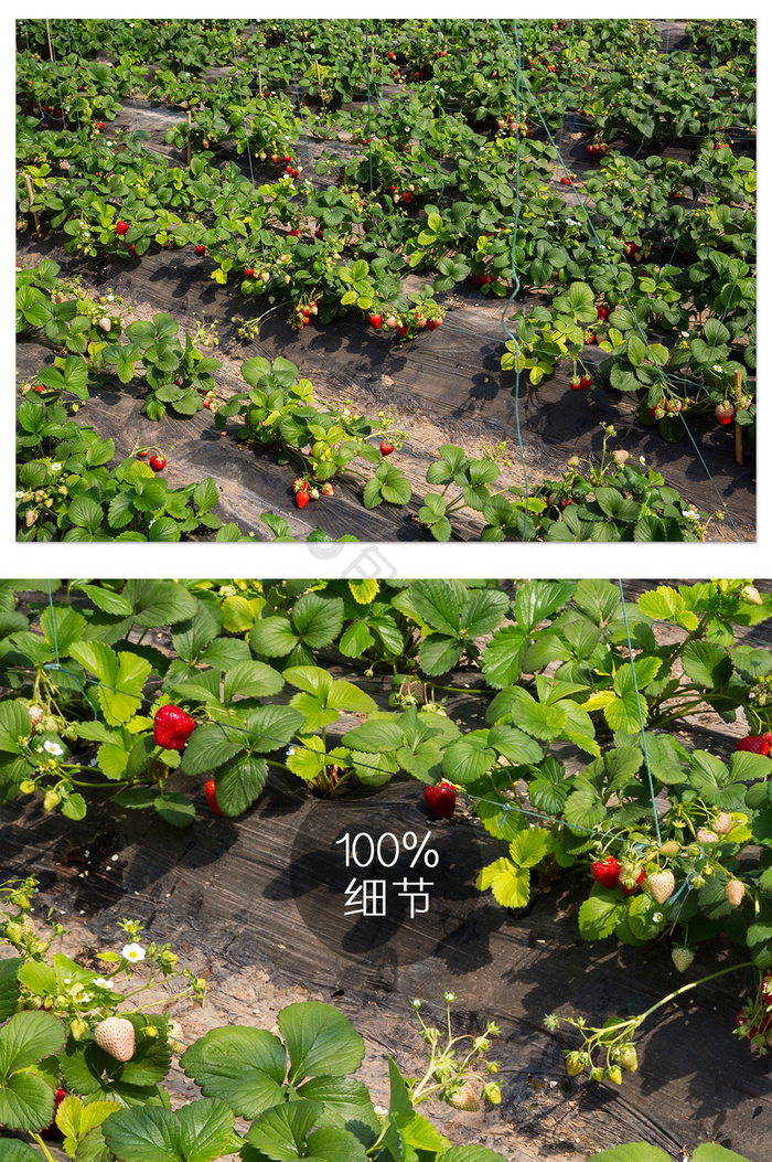 科技农业草莓种植园