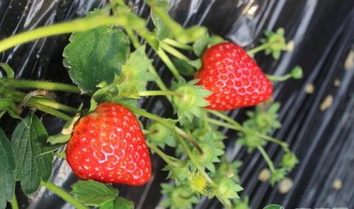 草莓如何种植?草莓高产的种植方法及管理-农技百科-山东智慧农业平台