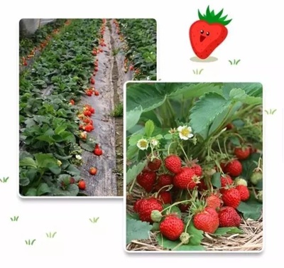 曝光:淄川最全的草莓园地图!莫负“莓”好时光!