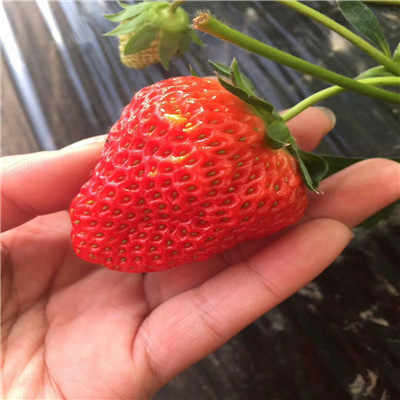 新闻 基地直销桃熏草莓苗青海桃熏草莓苗一棵多少钱