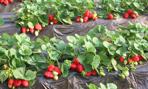 草莓几月份种植 草莓种植保险