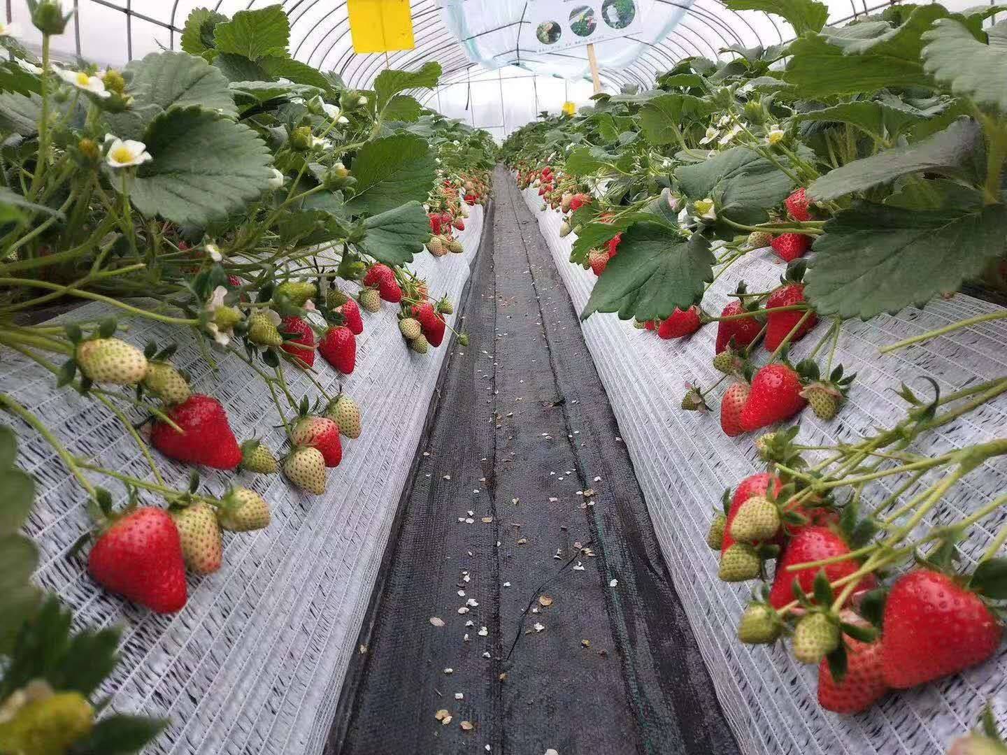 草莓浇水其实大有学问,20年草莓种植经验,值得收藏和分享.