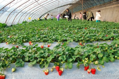科技引领解决草莓种植产业发展难题 助推主导产业发展