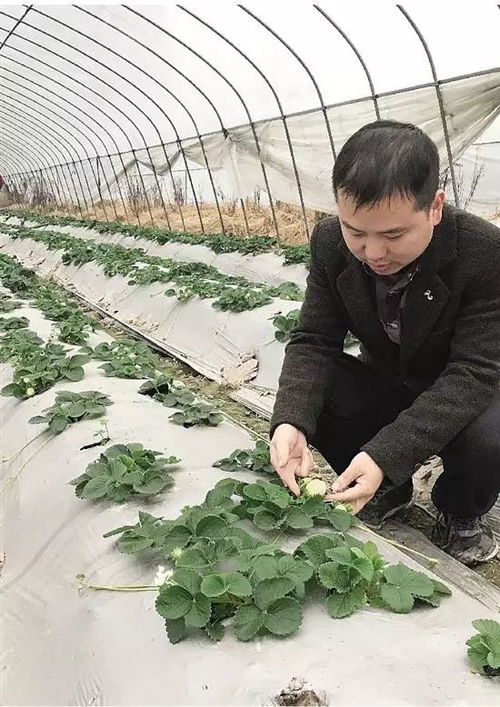 必读 有口福了 永康已有上千亩几十种新品水果