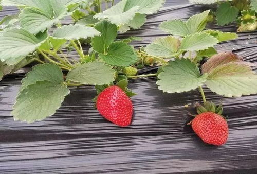 草莓种植需改变植保意识,做好开花结果期 护根保叶 ,持续高产