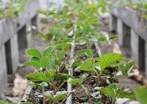 干货 草莓种植十大核心问题解析 经典收藏