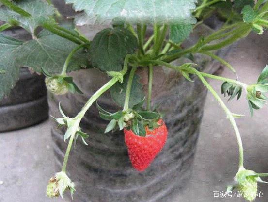 家里种草莓,怎样一盆变多盆?让小编来教你