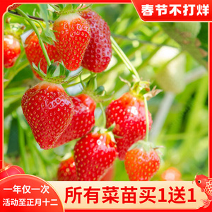 草莓牛奶种子