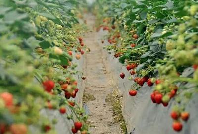 草莓价格一直很高,农村种植草莓有前景吗,草莓有哪些注意事项?