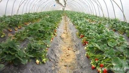 草莓的塑料大棚半促成栽培