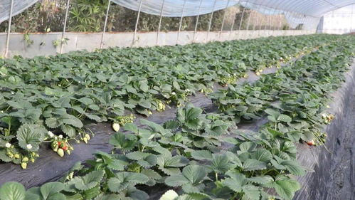 同行业聚集,什邡优质草莓种植扩容再升级