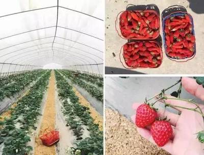 40亩草莓园年产400多万,小精专的休闲农业是如何炼成的?