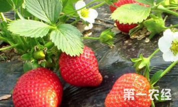 该怎么去种植好草莓