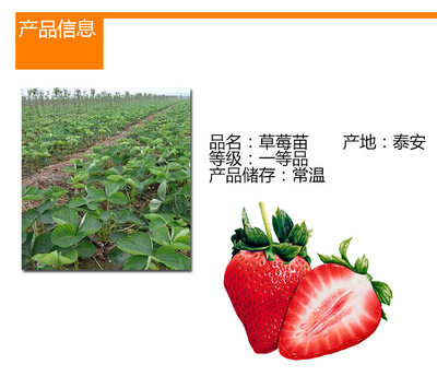 甘肃红袖添香草莓苗值得信赖