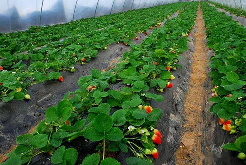 塑料大棚环境下草莓栽培技术要点分析