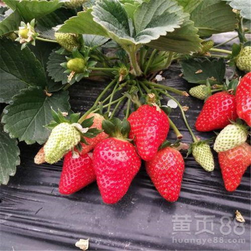 【牛奶草莓苗现货、牛奶草莓苗栽植时间】- 