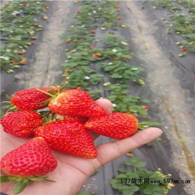 章姬草莓苗价格多少钱