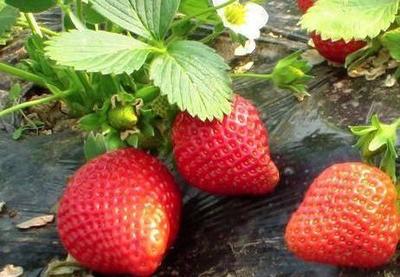 草莓种植技巧有哪些?施肥和浇水是关键