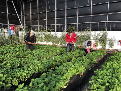 车屯村：草莓种植界的黑马，百项体检全合格的品质传奇