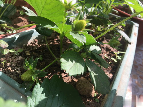 阳台种植草莓的成功经验：根系发育良好，长势茁壮，轻松收获自家草莓