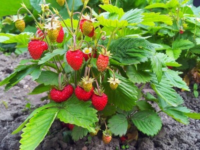 草莓种植后的养护指南