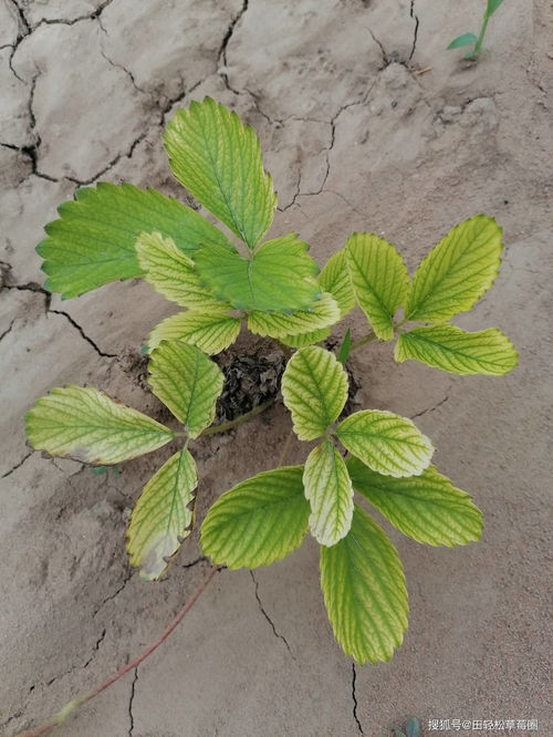 草莓黄萎病多地爆发，科学防治保丰收