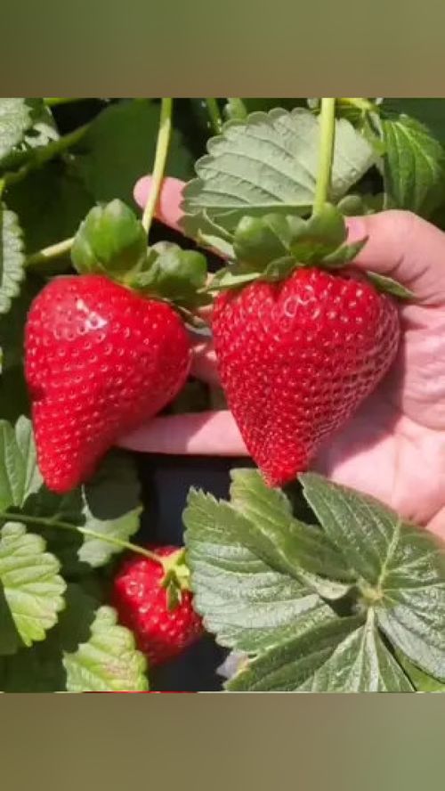 草莓苗培育与种植实用技巧