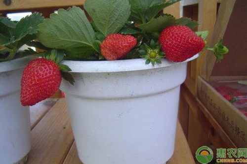 家庭种植草莓盆栽的方法及管理要点