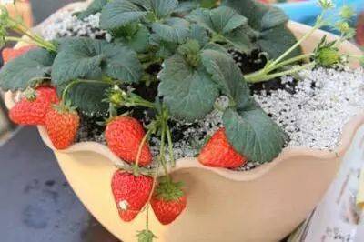 如何在花盆里成功种植草莓 简易步骤与实用技巧