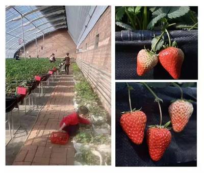 哈尔滨市呼兰区 以草莓种植基地点亮乡村振兴之路