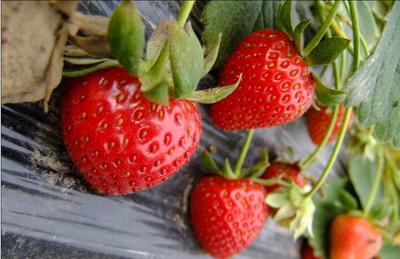 有机草莓种植基地 新鲜多汁的绿色健康之选