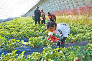 爱国村的草莓红了——特色种植带动乡村振兴