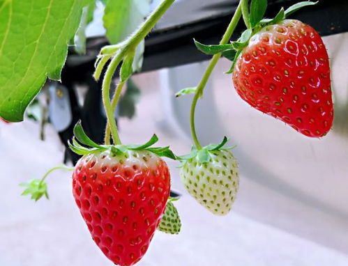 90后创新草莓空中种植法 产量提升5倍，采摘告别弯腰