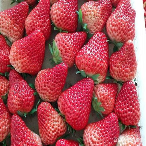 潜江高架种植技术助力桃熏草莓优质高产