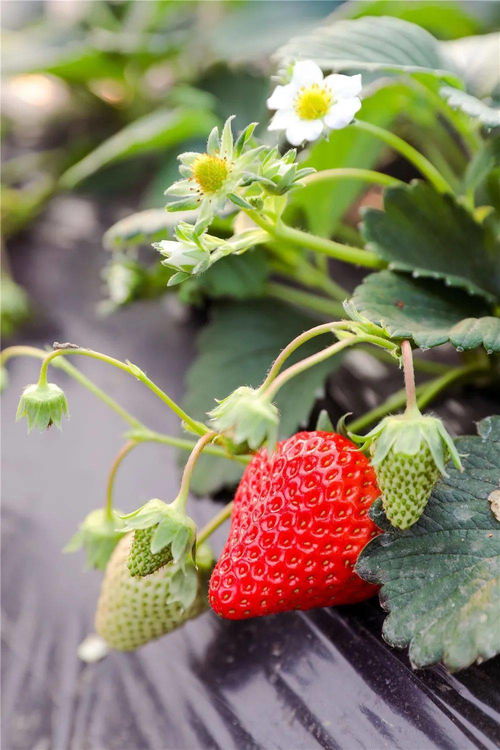 红啦 假日草莓采摘游 约吗？