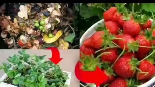 草莓种植小妙招，轻松收获甜美果实