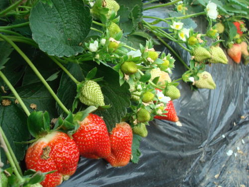 草莓种植技术培训基地与加盟指南