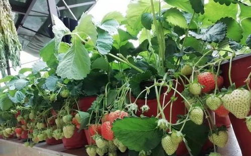 居家露天盆栽草莓 轻松管理，开花结果多