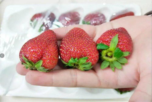 云南5000里美食地图 草莓种植带来的震撼口感