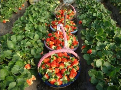 浙江天宝草莓苗种植基地 品种优势与价格指南