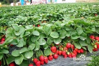 大棚草莓种植技术 高效优质栽培全攻略