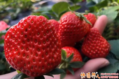 用菌地带生物有机菌肥 培育草莓叶绿肥厚强壮少病的秘诀