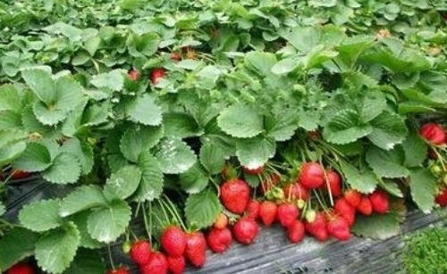 有机草莓栽培技术与种植管理全攻略